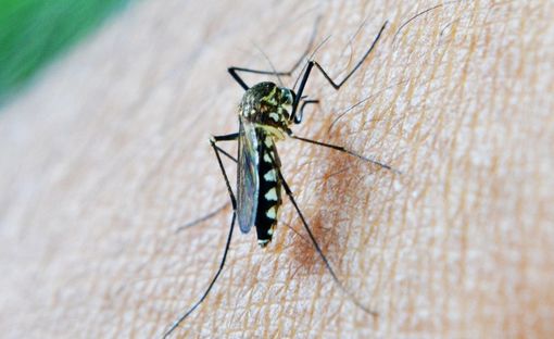 Zanzare, ecco come fare per ridurne la proliferazione e prevenire le punture Zanzare, ecco come fare per ridurne la proliferazione e prevenire le punture