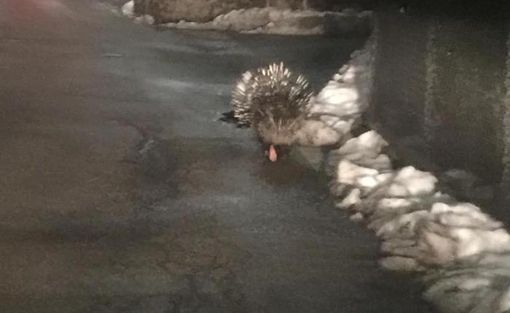 La foto dell'istrice immortalato a Brissago e pubblicata da Luino Notizie La foto dell'istrice immortalato a Brissago e pubblicata da Luino Notizie