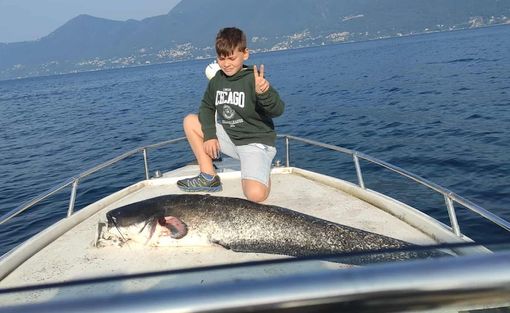 Il pesce siluro e il suo giovane pescatore Il pesce siluro e il suo giovane pescatore