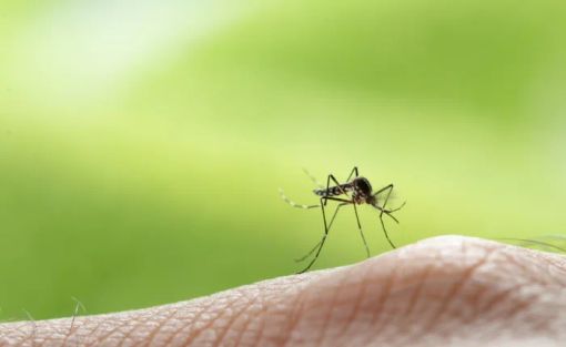 West Nile a Germignaga, confermata la presenza del virus in una gazza