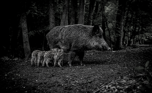 Caccia al cinghiale tra Veddasca e Valdumentina: «Cosa dicono i numeri» Caccia al cinghiale tra Veddasca e Valdumentina: «Cosa dicono i numeri»