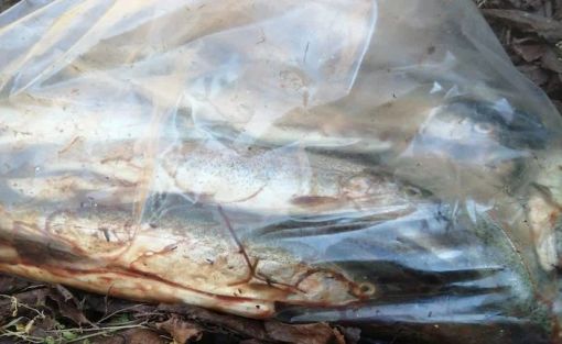 Il sacchetto con le trote abbandonato lungo la statale 233 (foto da Luinonotizie.it)