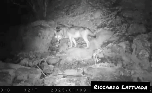 (foto da LuinoNotizie.it) (foto da LuinoNotizie.it)