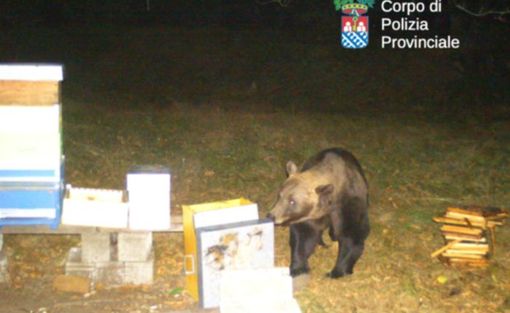 Nei boschi del Vco rispunta l’orso M29: incontro ravvicinato con un uomo Nei boschi del Vco rispunta l’orso M29: incontro ravvicinato con un uomo