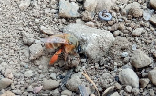 Le api trovano casa al nido Rossini di Busto. «Nascerà un progetto per le scuole» Le api trovano casa al nido Rossini di Busto. «Nascerà un progetto per le scuole»