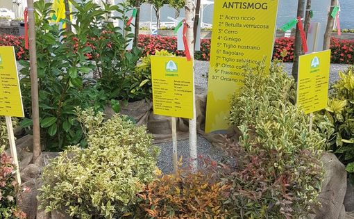 Allarme smog, ecco le “super piante”  che catturano gli inquinanti