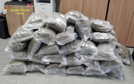VIDEO. Maxi sequestro di droga a Malnate: la Finanza scopre 53 chili di marijuana nascosti in cantina VIDEO. Maxi sequestro di droga a Malnate: la Finanza scopre 53 chili di marijuana nascosti in cantina