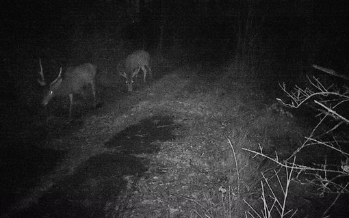 Cervi avvistati nel Parco delle Groane