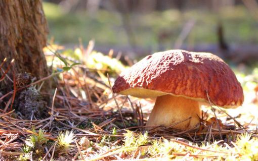 Funghi e incidenti, l'appello del Soccorso Alpino: «Scivolate per calzature inadeguate la prima causa di morte» Funghi e incidenti, l'appello del Soccorso Alpino: «Scivolate per calzature inadeguate la prima causa di morte»