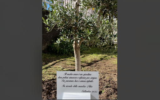 L'ulivo con la targa dedicati al ricordo della maestra Domenica Russo nel giardino della scuola primaria di Cazzago Brabbia