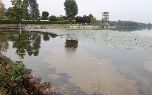 Lago di Varese inquinato dalle alghe: rinnovata la non balneabilità Lago di Varese inquinato dalle alghe: rinnovata la non balneabilità
