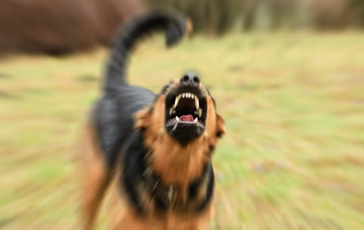 Aggredita e azzannata da due cani: ferita gravemente una donna di 34 anni