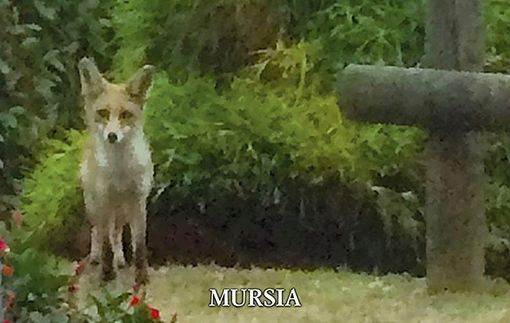 Busto, torna la rassegna BA Cultura per l'Estate: appuntamento con Marilena Lualdi Busto, torna la rassegna BA Cultura per l'Estate: appuntamento con Marilena Lualdi