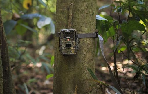 Fototrappola "mimetica" - Immagine di repertorio