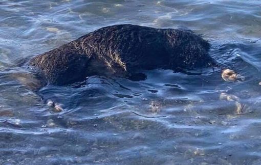 FOTO. Laveno, cinghiale galleggiante di fronte al chiosco di Cerro