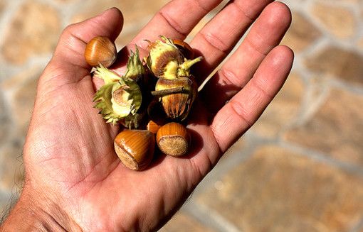 Cortemilia presenta venerdì 15 luglio la Fiera Nazionale della Nocciola