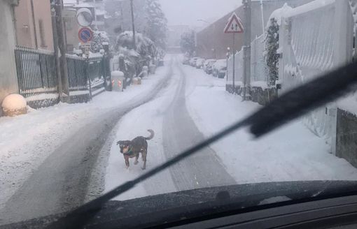 Cagnolino con la zampetta schiacciata sotto la nevicata a Varese. «Chi lo riconosce?» Cagnolino con la zampetta schiacciata sotto la nevicata a Varese. «Chi lo riconosce?»
