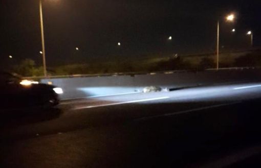 Il cervo investito sull'A8 (foto tratta dal video di Paola Bottigelli, per cortesia dell'autrice) Il cervo investito sull'A8 (foto tratta dal video di Paola Bottigelli, per cortesia dell'autrice)