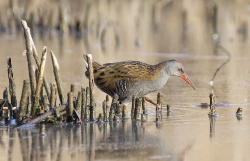 Alla scoperta della Palude Bruschera di Angera con il progetto BioBlitz