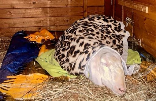 La pecora gravemente ammalata trovata nei boschi di Arsago Seprio