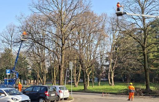 Castellanza, al via la manutenzione straordinaria del verde Castellanza, al via la manutenzione straordinaria del verde