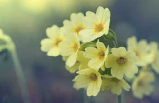 Massime in aumento e clima mite: giovedì possibili 20 gradi. Ma nel weekend...