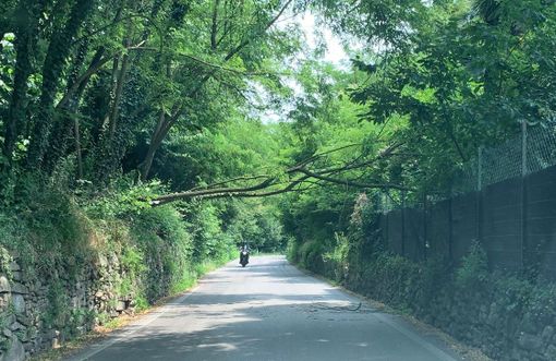 La pianta pericolante sulla strada tra Bregano e Biandronno