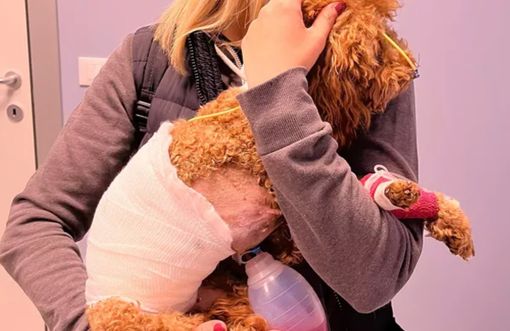 La barboncina Maya gravemente ferita