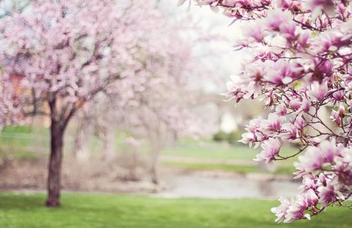 Settimana primaverile con punte di 20 gradi e nessuna precipitazione su Varese e provincia