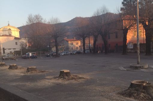 I tigli abbattuti in piazza Mercato a Cuveglio