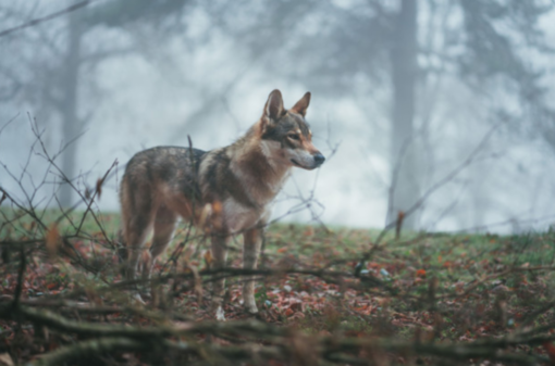 (foto generica d'archivio) (foto generica d'archivio)