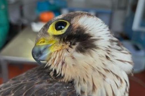 È in condizioni gravi il falco schiantatosi contro l’ATS di Malnate: oltre quaranta pallini trovati nel suo corpo È in condizioni gravi il falco schiantatosi contro l’ATS di Malnate: oltre quaranta pallini trovati nel suo corpo