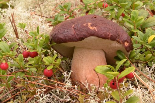 Domenica la 45esima Mostra Micologica Varesina