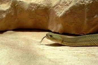 Morsi di serpente, il vademecum per chi sceglie viaggi esotici Morsi di serpente, il vademecum per chi sceglie viaggi esotici