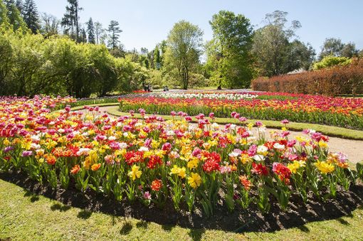 Villa Taranto, preparatevi alla meraviglia FOTO