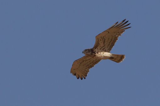 Sulle ali della scienza: a Varese il Congresso nazionale di Ornitologia