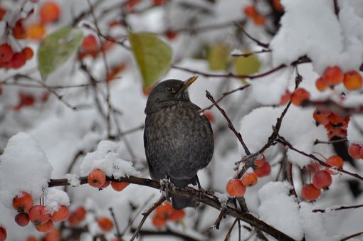 METEO. La merla è volata via, massime a dieci gradi: anche a Varese dei giorni più freddi dell'anno resta solo il ricordo