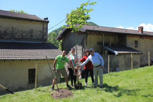 La piantumazione del nuovo gelso a Cittiglio (foto di Flaviano Ossola)