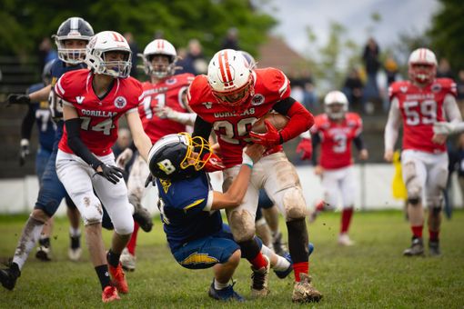 I Gorillas Varese a Segrate per l’ultima trasferta della regular season: domenica sfida cruciale contro i Rams Milano