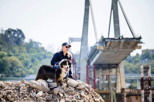 È morto Night Spirit, il cane poliziotto eroe del ponte Morandi