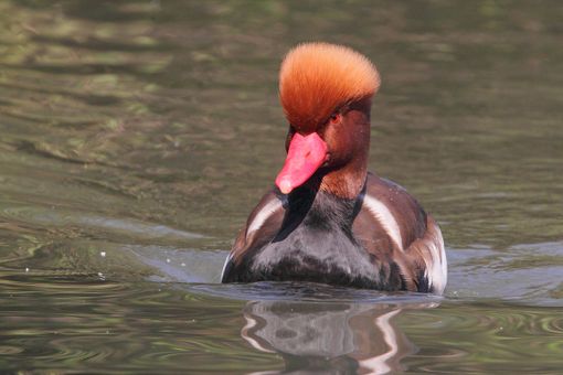 Un esemplare di fistione turco (foto Cristiano Crolle) Un esemplare di fistione turco (foto Cristiano Crolle)