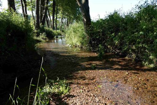 Specie invasive, biodiversità e salvaguardia del territorio: 4mila segnalazioni in un anno tra Italia e Svizzera