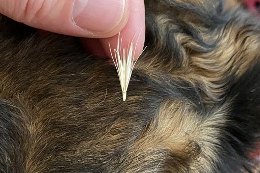 I forasacchi sono piccole spighe di graminacee selvatiche che possono rappresentare un potenziale pericolo per gli animali (foto Enpa)