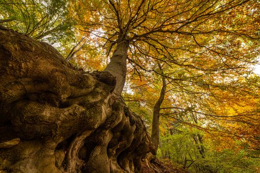 Incendi e cambiamento climatico, a Luino si fa il punto insieme a esperti e amministratori Incendi e cambiamento climatico, a Luino si fa il punto insieme a esperti e amministratori