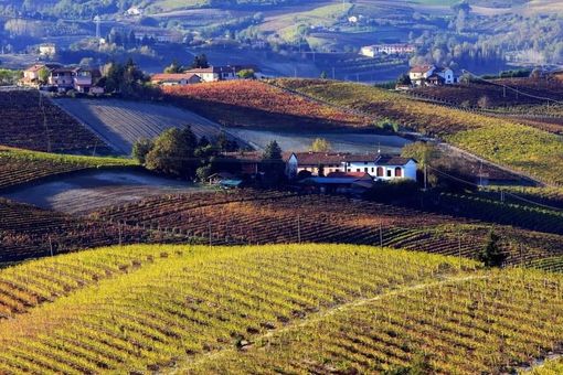 Vuoi organizzare una visita con degustazione in cantina? L’azienda agricola Ivaldi riapre le porte ai visitatori