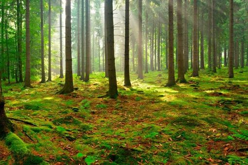 Progetto "Bosco Clima": CM Valli del Verbano in campo per ambiente e natura Progetto "Bosco Clima": CM Valli del Verbano in campo per ambiente e natura