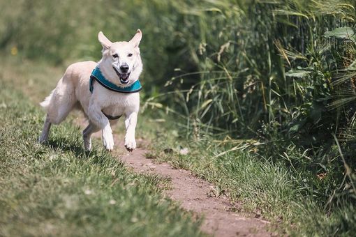 Domenica di corsa con Fido nel cuore di Varese