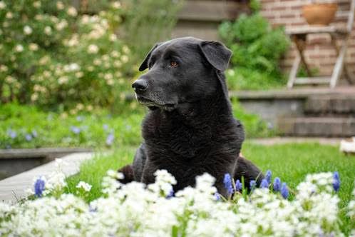 EUROFLORA 2022: Rarità e Bellezza per tutta la famiglia, cane compreso EUROFLORA 2022: Rarità e Bellezza per tutta la famiglia, cane compreso