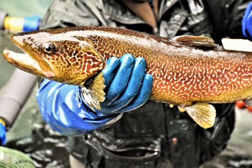 Una giornata di pesca dedicata ai più piccoli con l'associazione Pescatori Alto Verbano