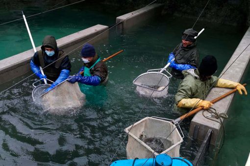 L'incubatoio ittico di Maccagno cerca nuovi volontari L'incubatoio ittico di Maccagno cerca nuovi volontari